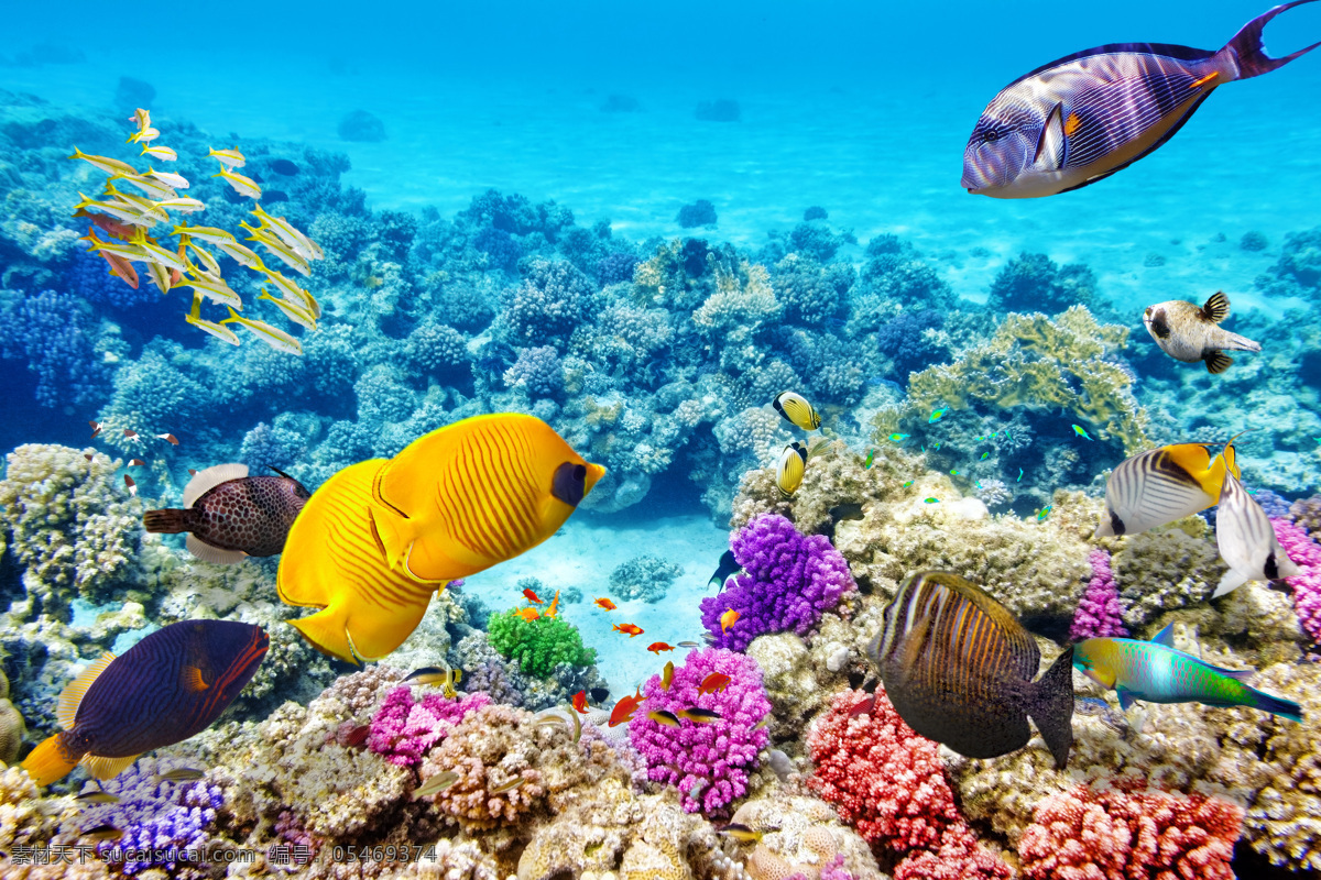 珊瑚 深海鱼 软珊瑚 硬珊瑚 珊瑚礁 大堡礁 深海大堡礁 深海探索 海底动植物 植物 海底 海洋 海水鱼 动物 生物世界 海洋生物 海底生物 大海 潜水 自然 自然生物 水族用品素材 设计素材 珊瑚潜水