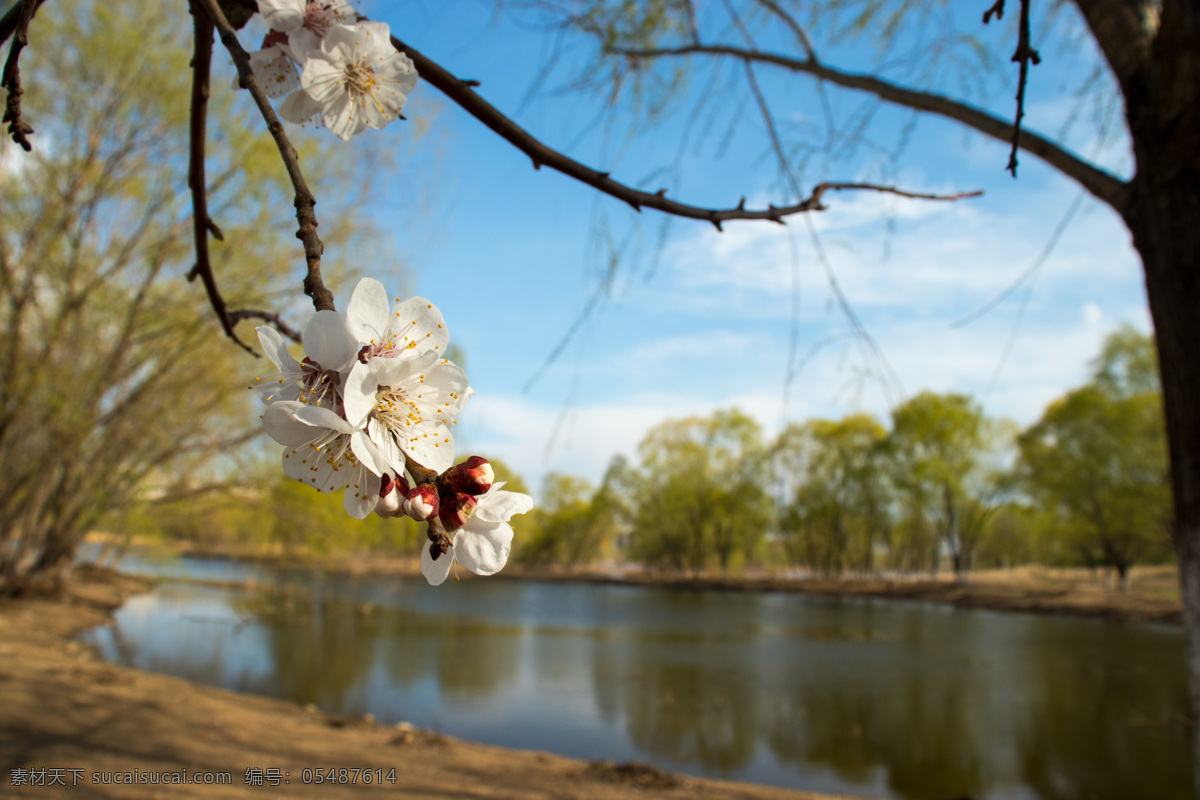 公园 湖边 美丽 樱花 枝头 花朵 风光
