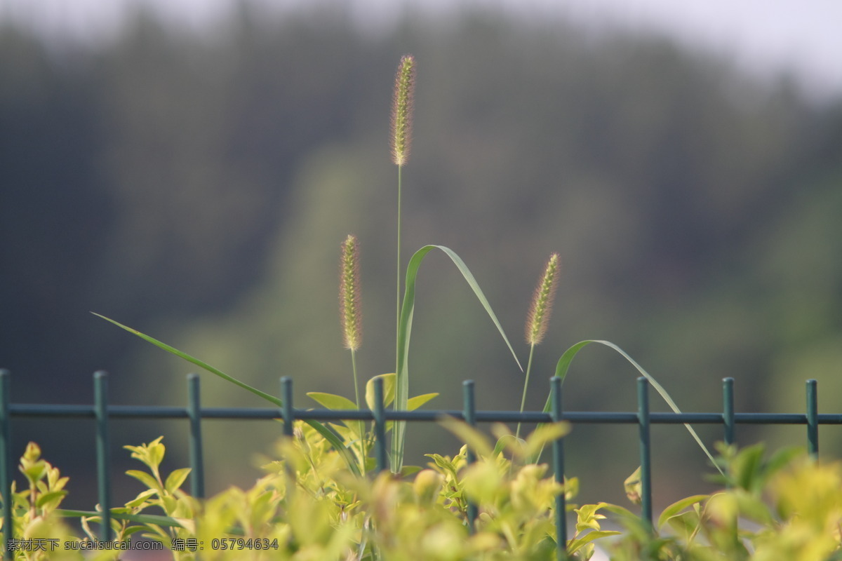 夏日 野草 阳光 栅栏 生命 夏天 草 植物 北京 奥林匹克 森林公园 生物世界 花草