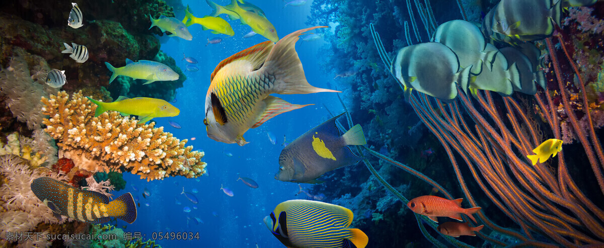 美丽 海底 世界 景观 高清 珊瑚 海鱼 鱼类动物 海底世界 海洋生物 美丽风景 动物图片 黑色