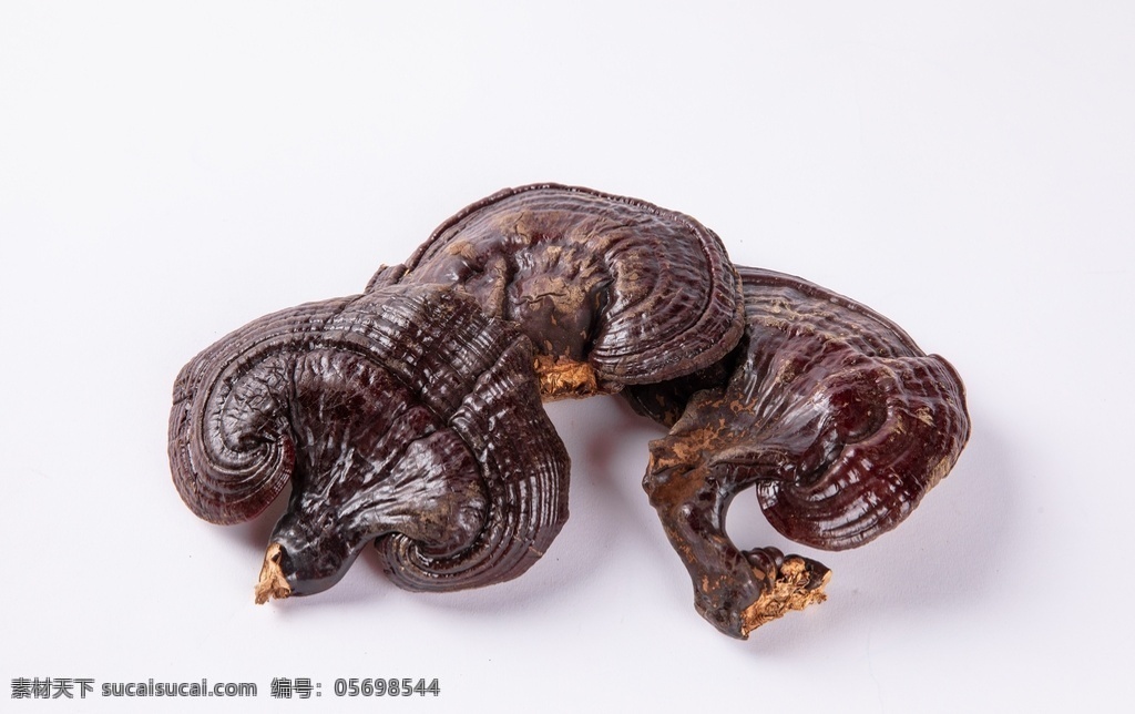 靈芝圖片 靈芝 藥材 中藥 中醫(yī)藥材 草藥 生物世界 其他生物