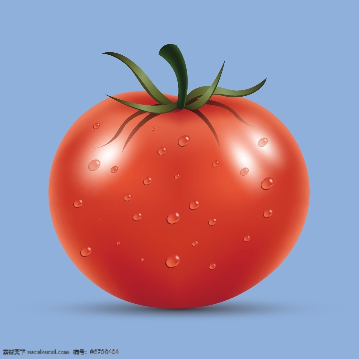 矢量 西红柿 番茄 蔬菜 高清 果蔬 手绘 矢量素材 蕃柿 洋柿子 食物 食材 餐饮美食 食物原料 生物世界