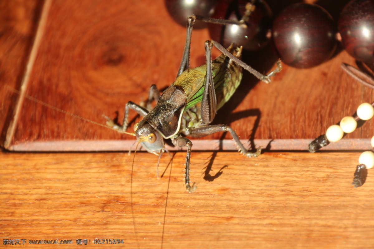 文玩 蝈蝈 手串 微距 生物摄影 生物世界 昆虫