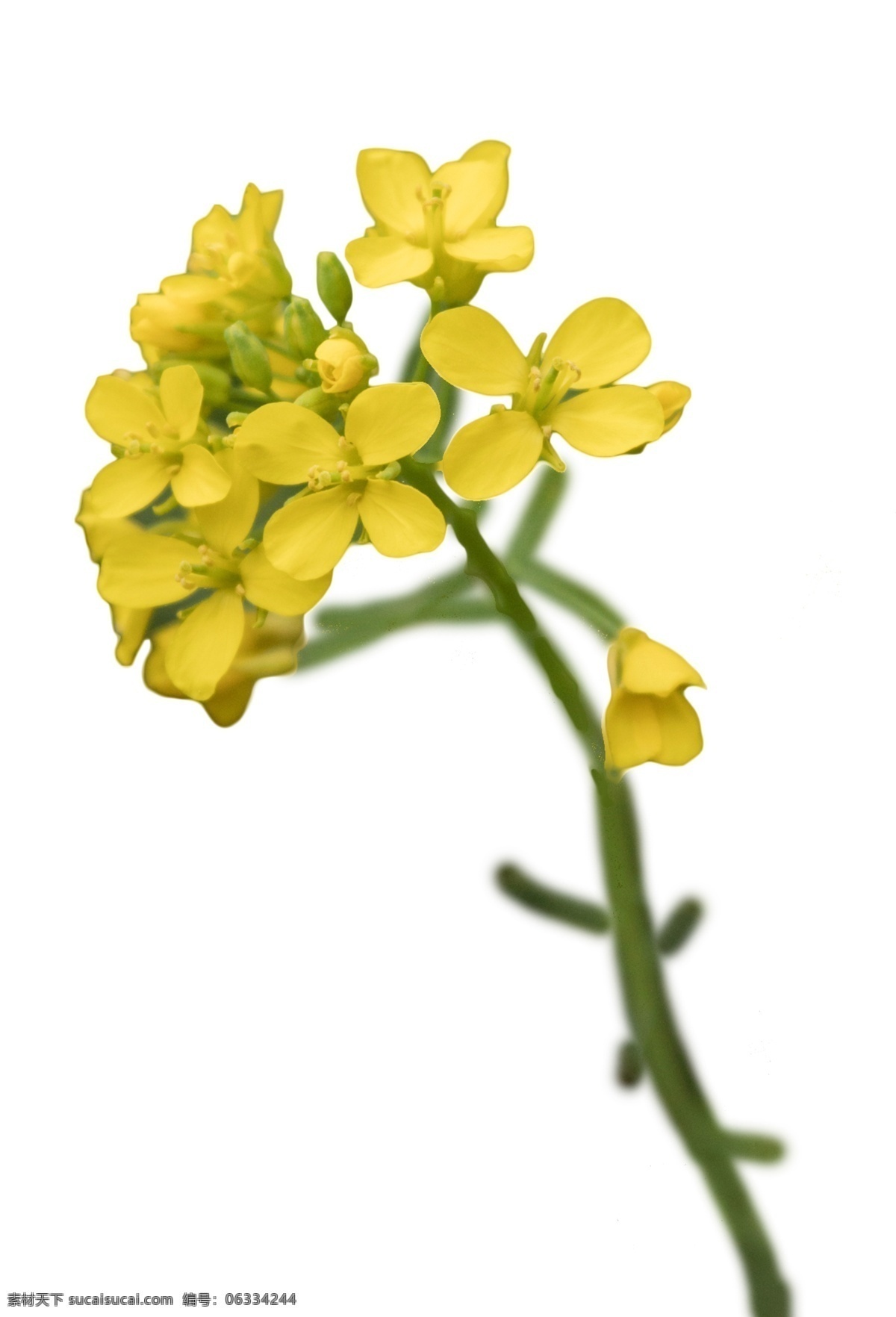 香氣撲鼻 絢麗 黃色 小花 萬紫千紅 綠肥紅瘦 花團(tuán)錦簇 繁花似錦 五顏六色 百花齊放 絢麗多彩