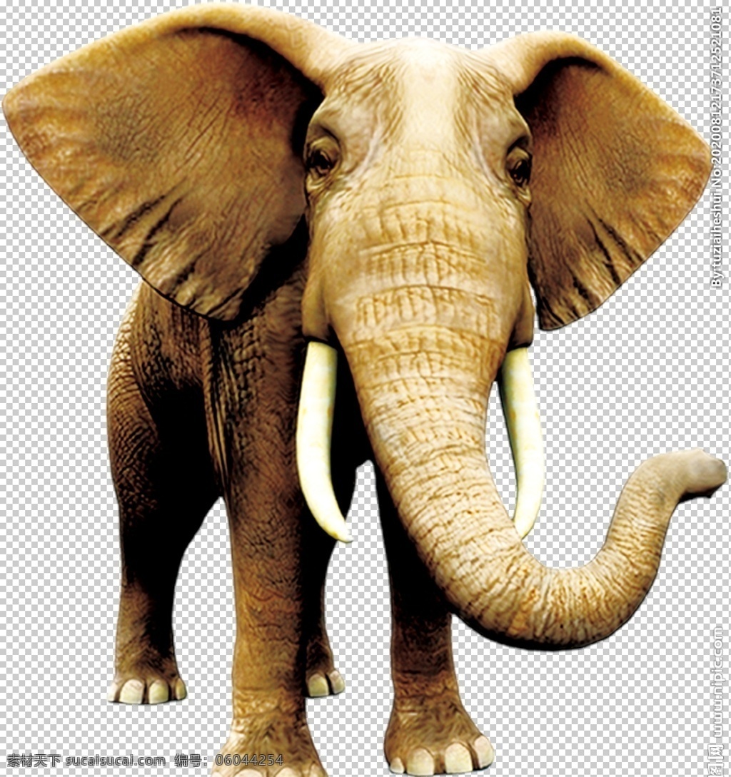 大象 自然生态 动物 合成 海报 自然 生态 png格式