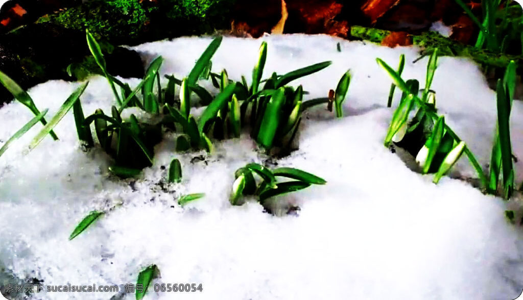 冰雪 融化 春天 花开 视频 风景