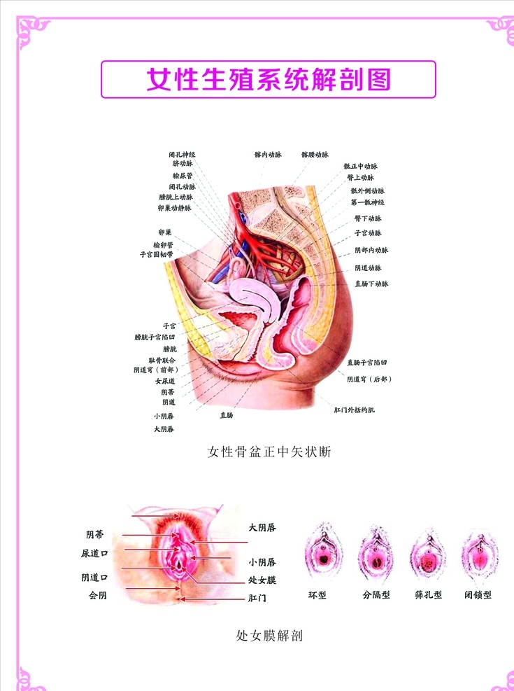 女性生殖系统 女性 生殖 系统 结构图 解剖图 海报 分层