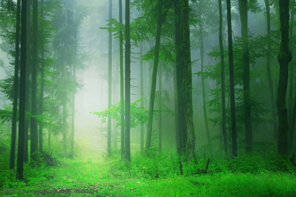 薄雾森林 大雾森林 雾气森林 大自然 薄雾树林 少阳光 唯美 模糊森林 树林 森林 原始森林 树木 水汽森林 薄雾 清晨 自然景观 自然风景