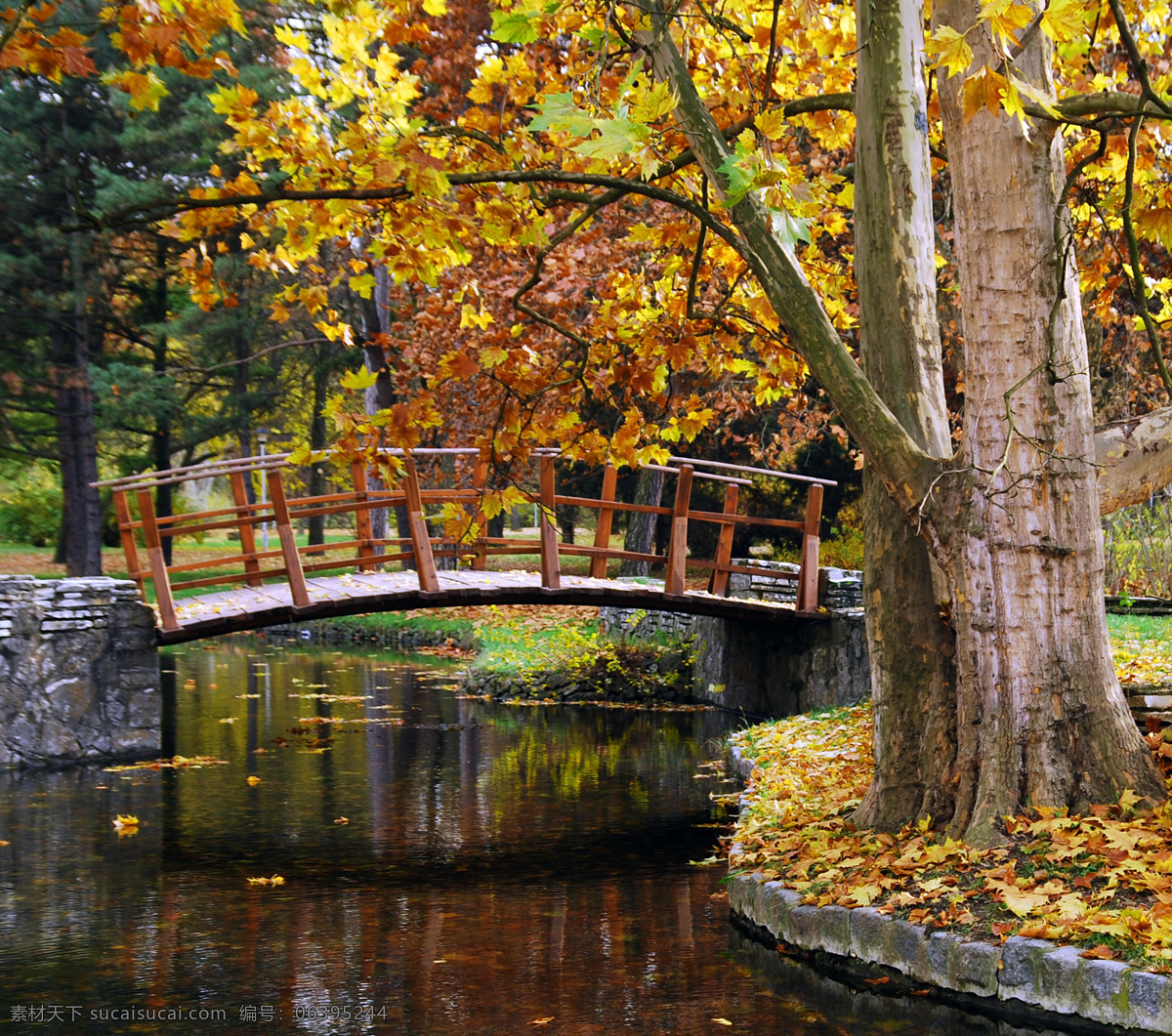 秋天美景 秋天 落叶 林间小道 小路 金花色的树叶 自然 景色 小桥 自然风景 自然景观 黑色