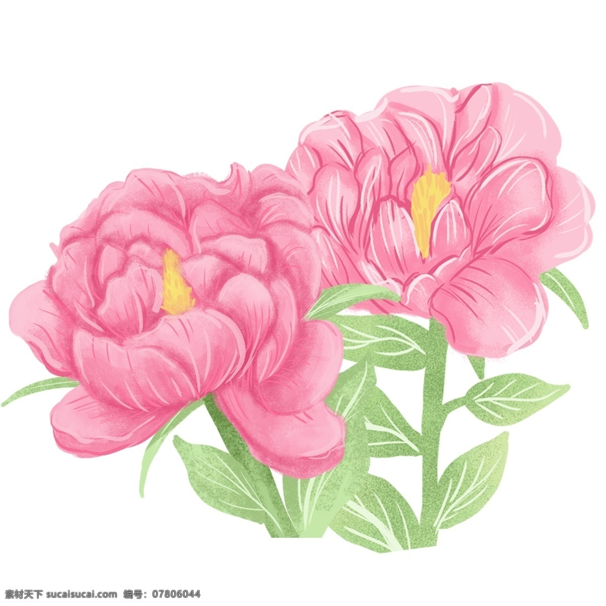 粉色 兰花 小清 新设 计 唯美 花朵 植物 花卉 插画 手绘 小清新设计