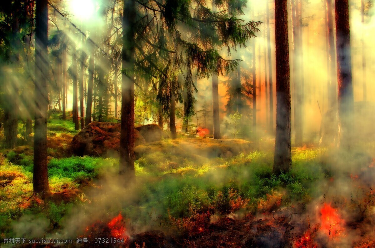 梦幻 仙境 树林 风景图片 晨曦 童话世界