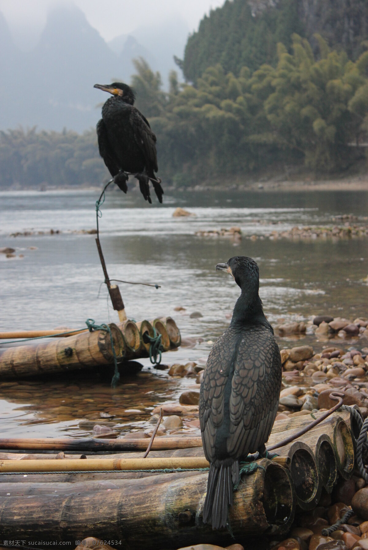 桂林山水 鸬鹚 桂林 小鸟 鸟类 生物世界