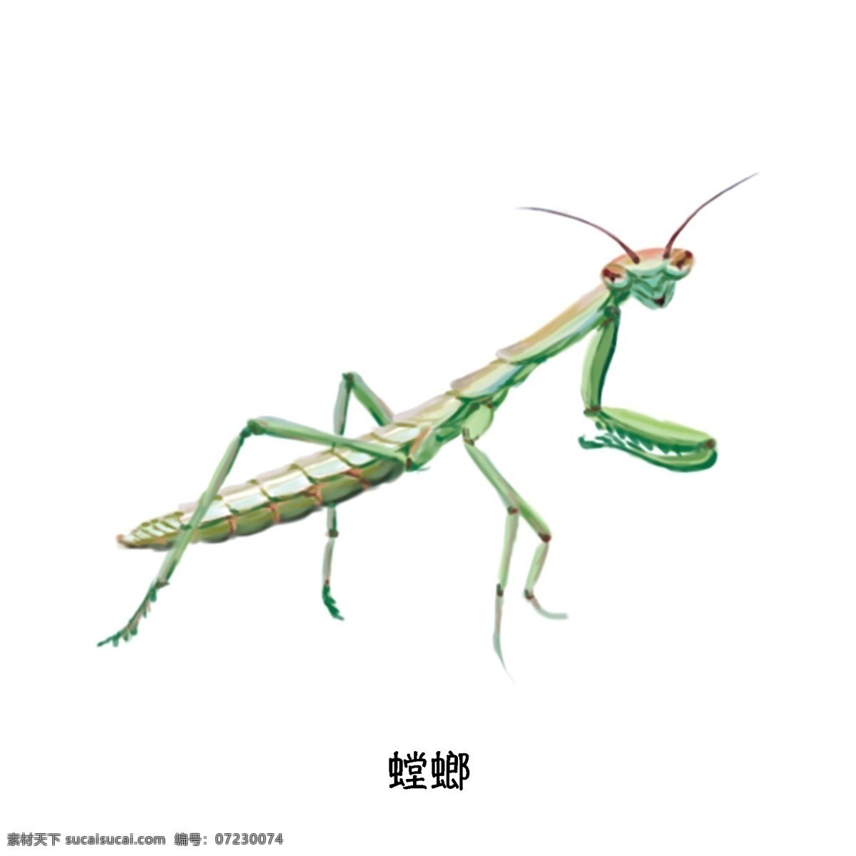 螳螂 夏季 草丛 飞行 昆虫 写实 单体 特写 科普 插图 高清 动物 飞行昆虫 单体特写 绿色昆虫 逼真 手绘