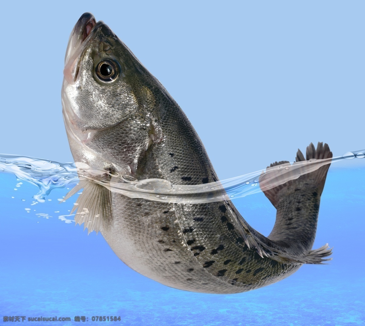 海鲈鱼 水产养殖 海鱼 海鲜 活鱼 海产食品 水产食品 大鱼 食材 分层