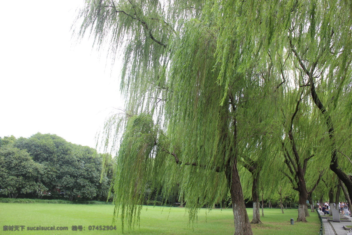 風(fēng)吹柳動(dòng) 西湖秋景 柳樹 風(fēng)吹 隨風(fēng)飄動(dòng) 綠葉 柳葉 草地 支撐架 觀景樹 綠樹 西湖 自然景觀 自然風(fēng)景