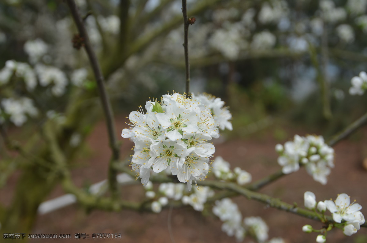 梨花图片 春天 满树梨花 梨花盛开 白色 风景 生物世界 花草