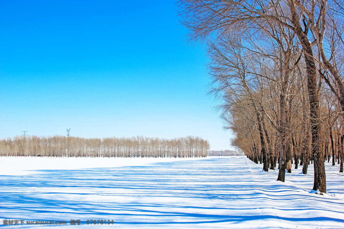 寒冷 冬日 雪景 寒冷的 蓝天 树林 自然风景 自然景观