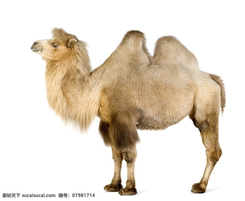 白色 底板 上 骆驼 自然风景 沙漠 红柳 地爬草 蓝天 景区 生物世界 野生动物