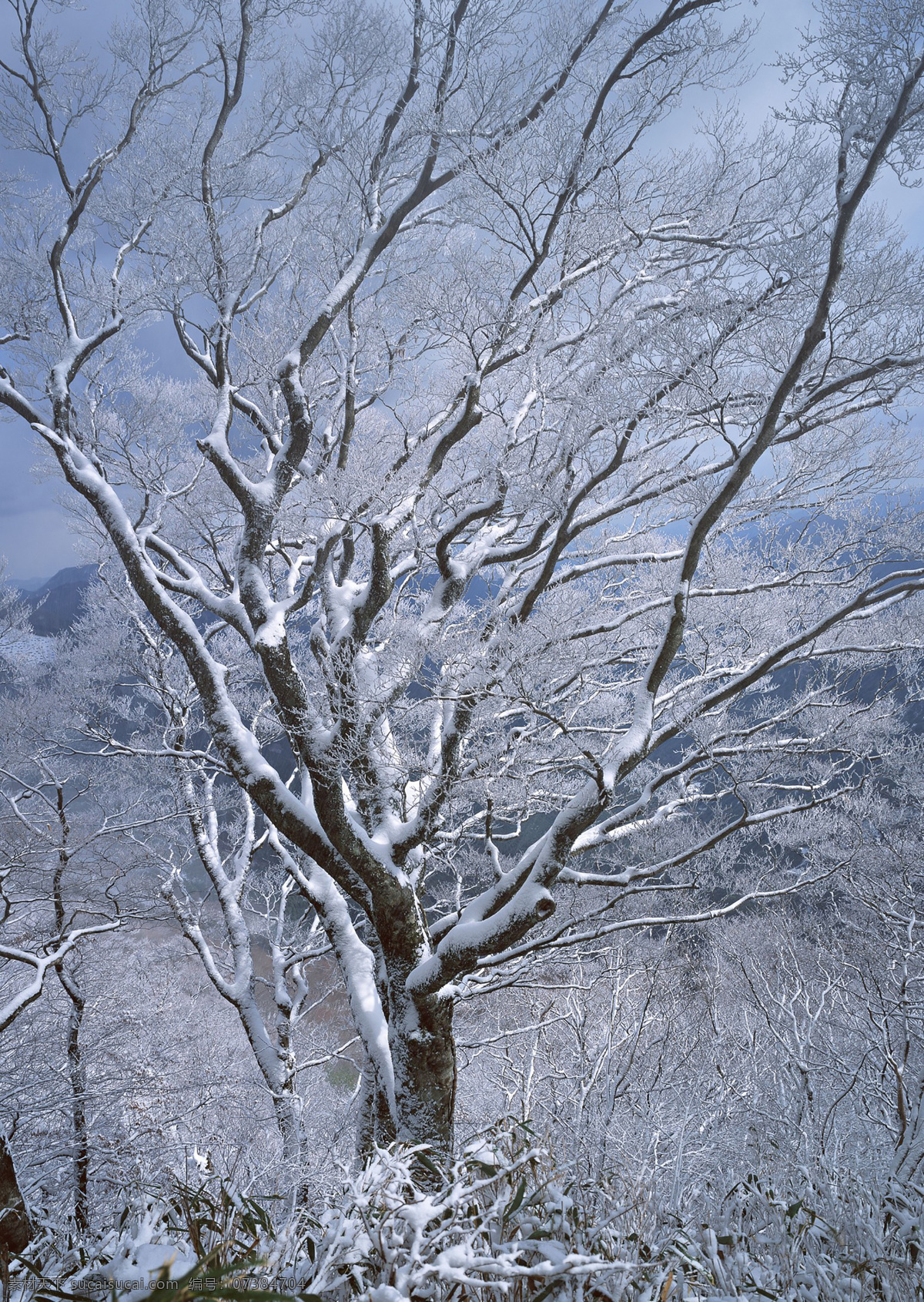 冬季樹木圖片 雪景背景 寒冷冬季 積雪 樹木 森林 雪原 雪域 冬天雪景 寒冬 冰雪 鄉(xiāng)村雪景 雪松 冬天背景 冬季雪花 清新背景 冬天 樹林 自然風景 白雪 雪地 美景 隆冬 嚴冬 雪景 冬季 小清新冬背景 雪人 木屋 清新 雪花 冬裝海報 卡通 童趣 滑雪文藝 冰雪世界 冬季雪景 唯美雪景 山水 風景 雪景冰霜 生物世界 樹木樹葉