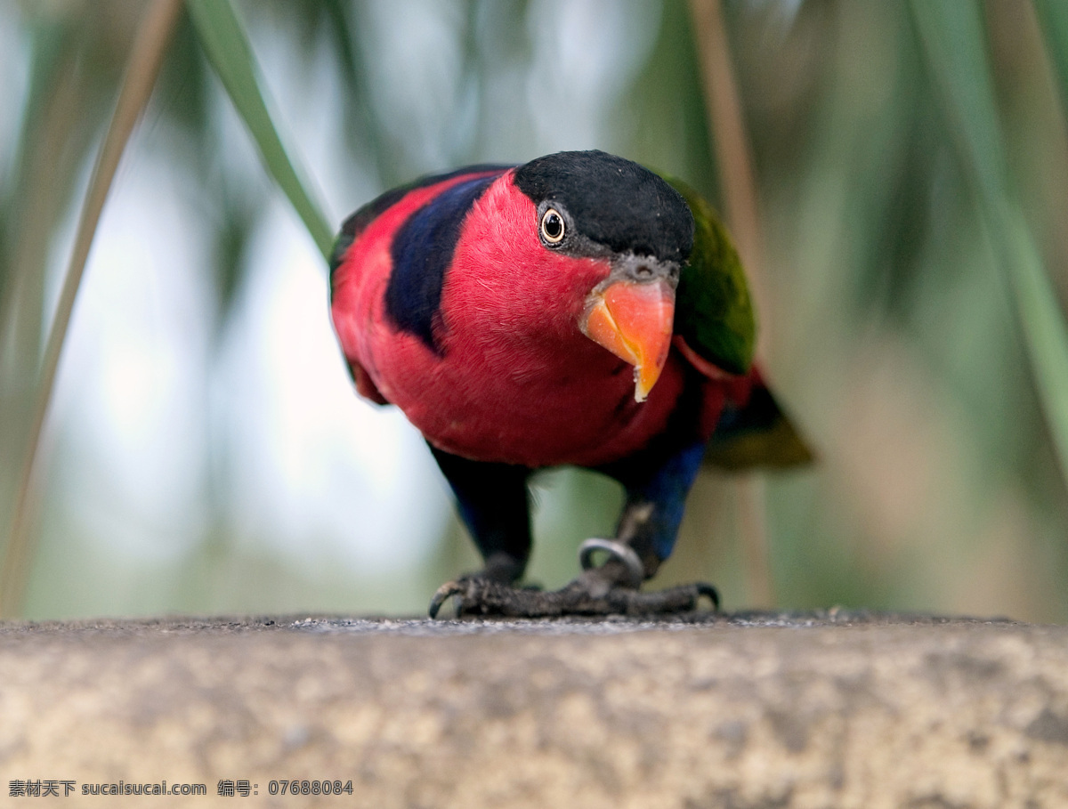 暗红色 鹦鹉 空中飞鸟 鸟类 禽类 动物 野生动物 动物世界 动物摄影 生物世界