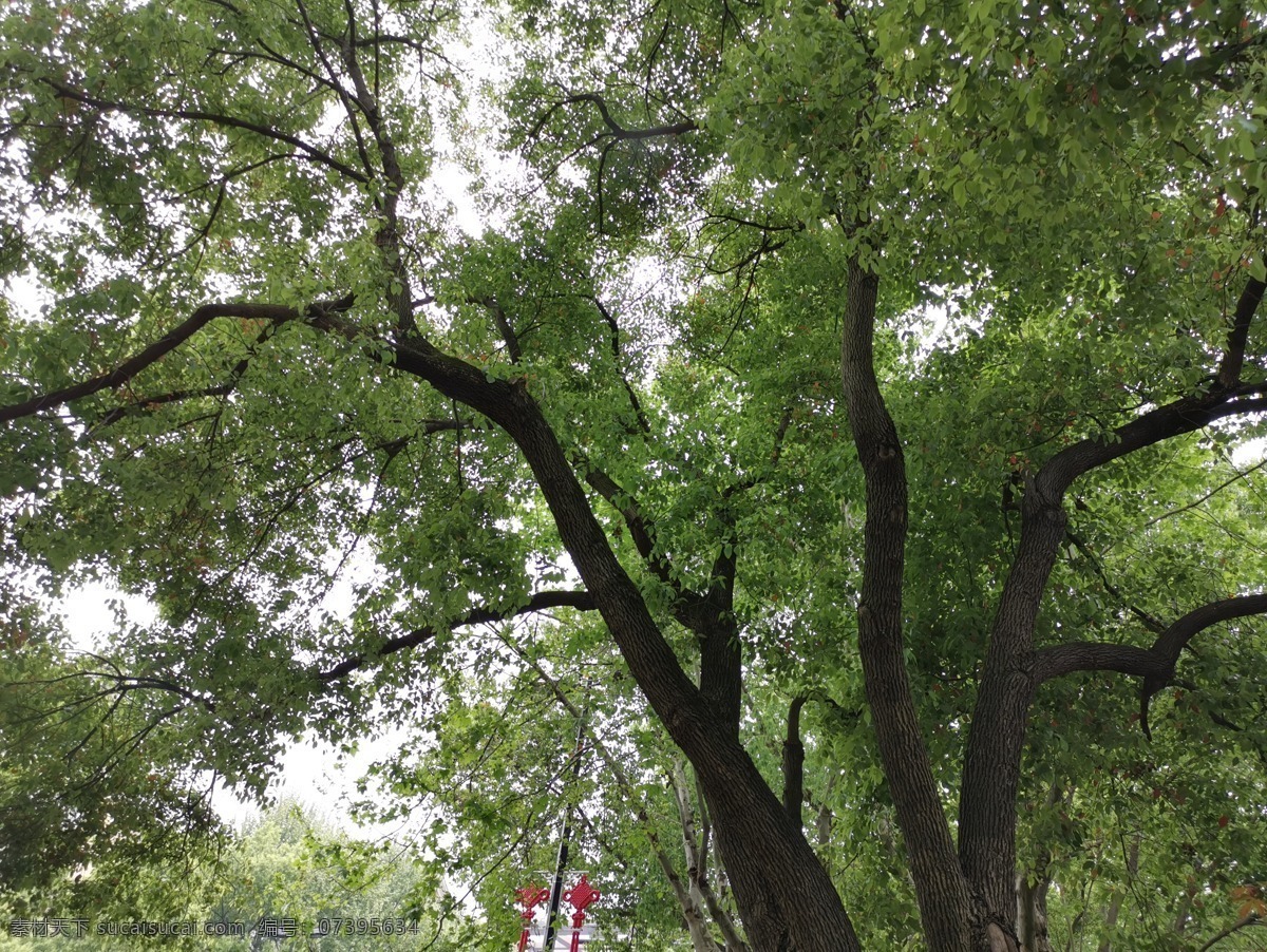 樹(shù)木圖片 樹(shù)木 樹(shù) 綠色樹(shù)木 樹(shù)木攝影 風(fēng)景 綠色街道 自然景觀 自然風(fēng)景