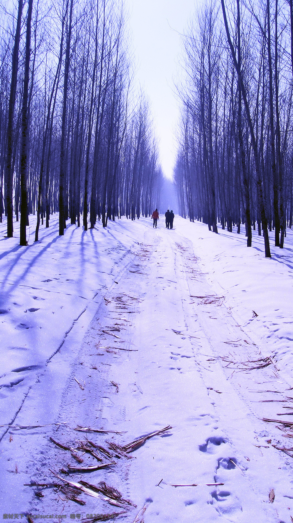 东北风光 哈尔滨 冬天 风光 树林 背影 脚印 雪花 雪地 风景 秸秆 麦秆 车辙 自然风景 自然景观