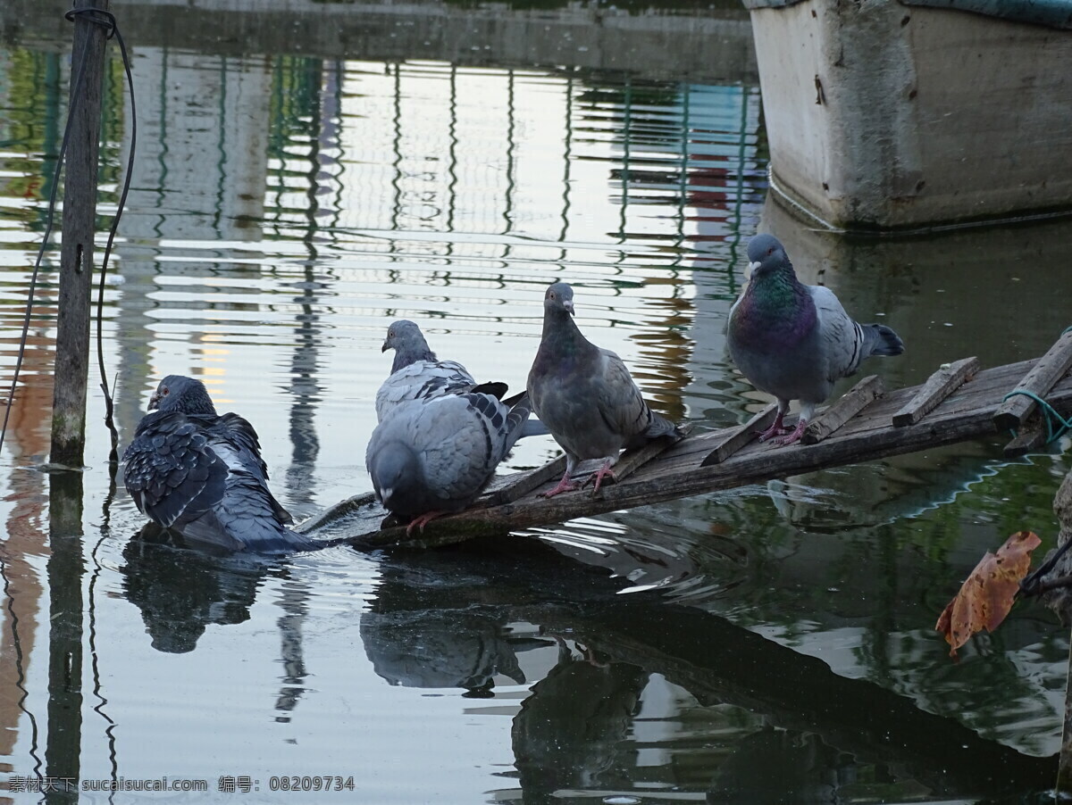 鸽子 水中 嬉戏 鸽子水中嬉戏 一群鸽子 湖边的鸽子 比赛鸽 自然景观 山水风景