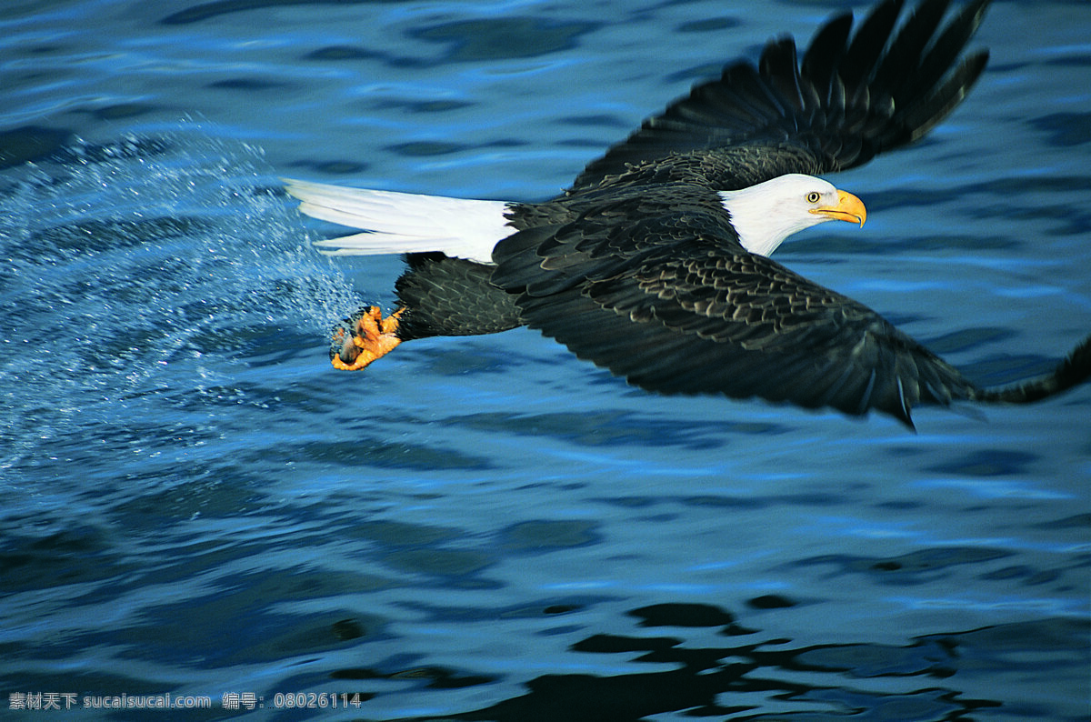 動物世界 動物 海歐 海鳥 大海 生物世界 鳥類