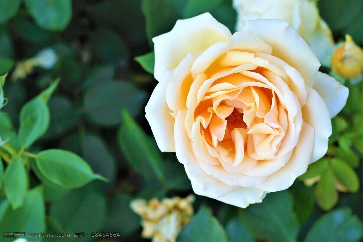 玫瑰花 鲜花 白玫瑰花图片 白玫瑰花 玫瑰花素材 被玫瑰 玫瑰 情人节 爱情 浪漫 植物 绿色植物 花草 花朵 花瓣 玫瑰花语 鲜玫瑰 生物.动物 生物世界