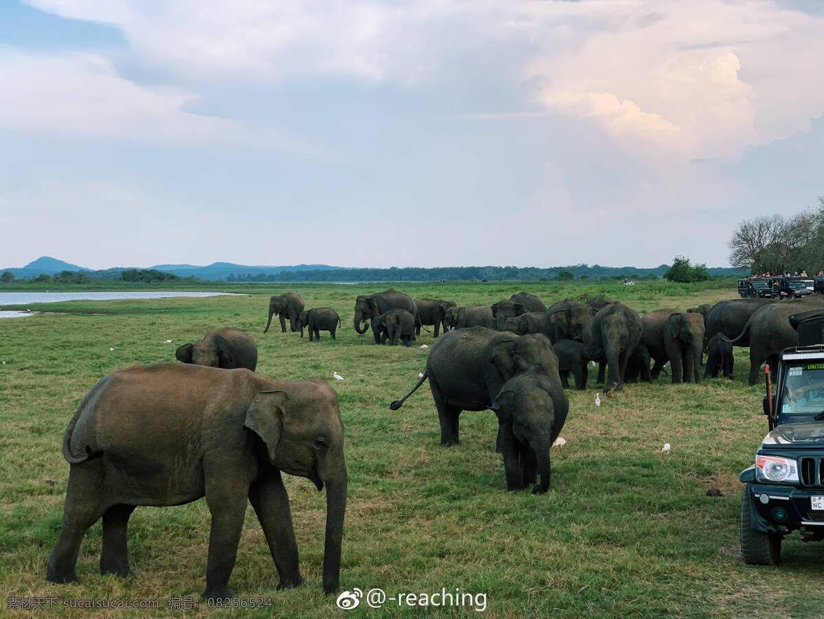 非洲草原大象 非洲 草原 大象 野生动物 自然风光 生物世界