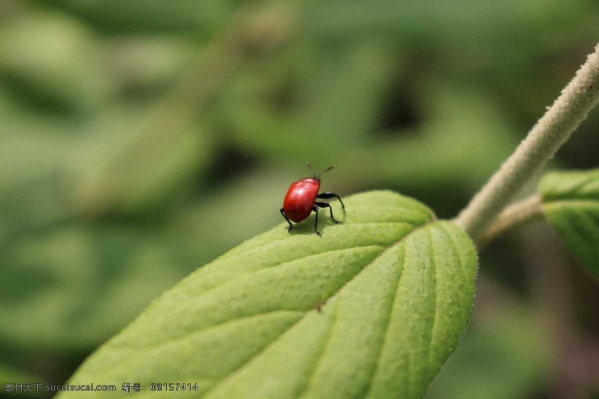 红 甲壳虫 绿叶 昆虫 红甲壳虫 阳光 自然 生物世界