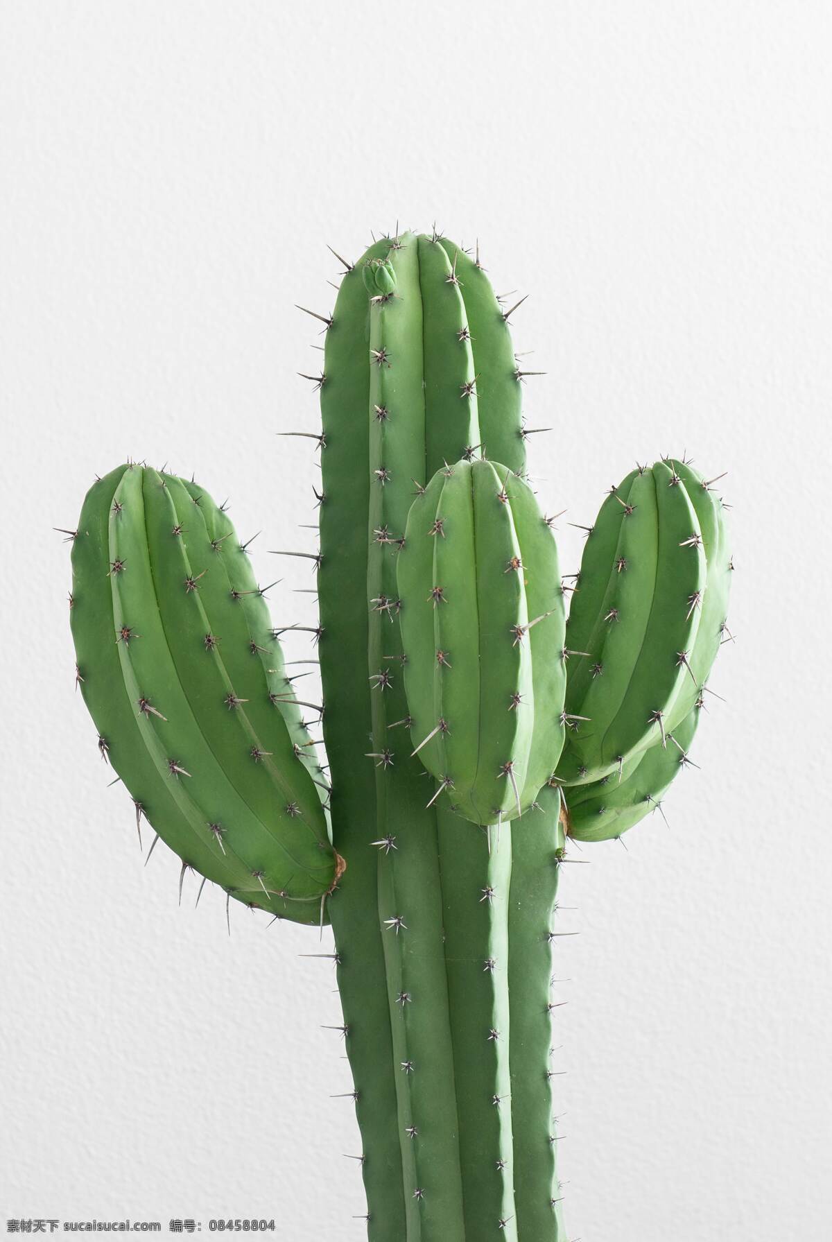 仙人掌图片 仙人掌 仙人球 霸王树 仙巴掌 仙人指 带刺 毛球 多肉植物 植物 生物世界 树木树叶