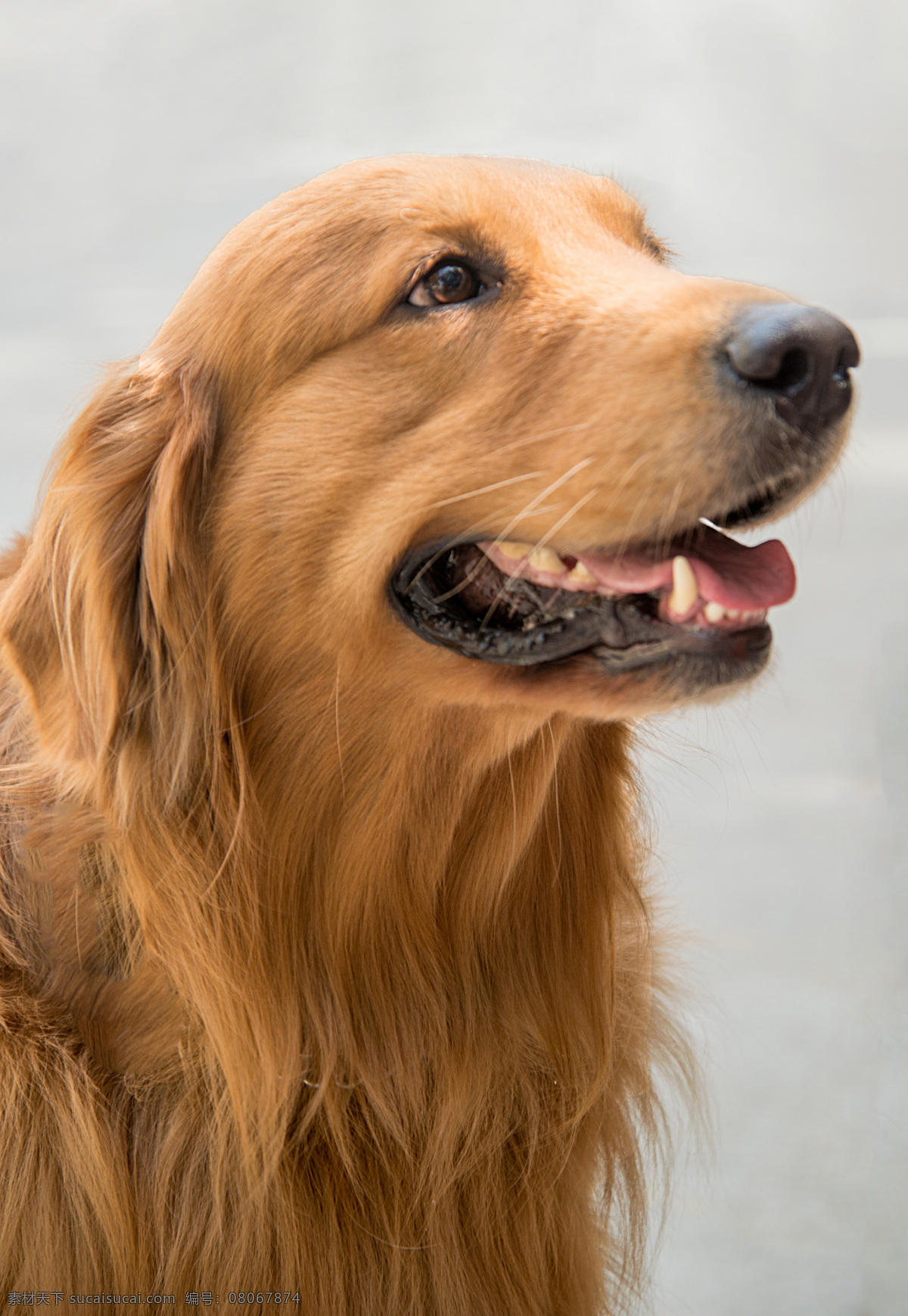 金毛 小狗 可愛(ài) 犬 寵物 萌犬 伙伴 狗寫(xiě)真 家犬 寵物狗 導(dǎo)盲犬 吉娃娃 忠誠(chéng) 黑狗 白狗 狗素材 狗壁紙 小狗壁紙 狗背景 狗設(shè)計(jì) 狗狗 人與狗 可愛(ài)小狗 狗攝影 忠犬 狗特寫(xiě) 狗鼻 狗擺拍 一條股 一只狗 狗毛 狗頭 小狗創(chuàng)意 臘腸狗 小狗動(dòng)畫(huà) 小狗狗 狗動(dòng)態(tài) 狗照片 狗高清 草地狗 生物世界 家禽家畜