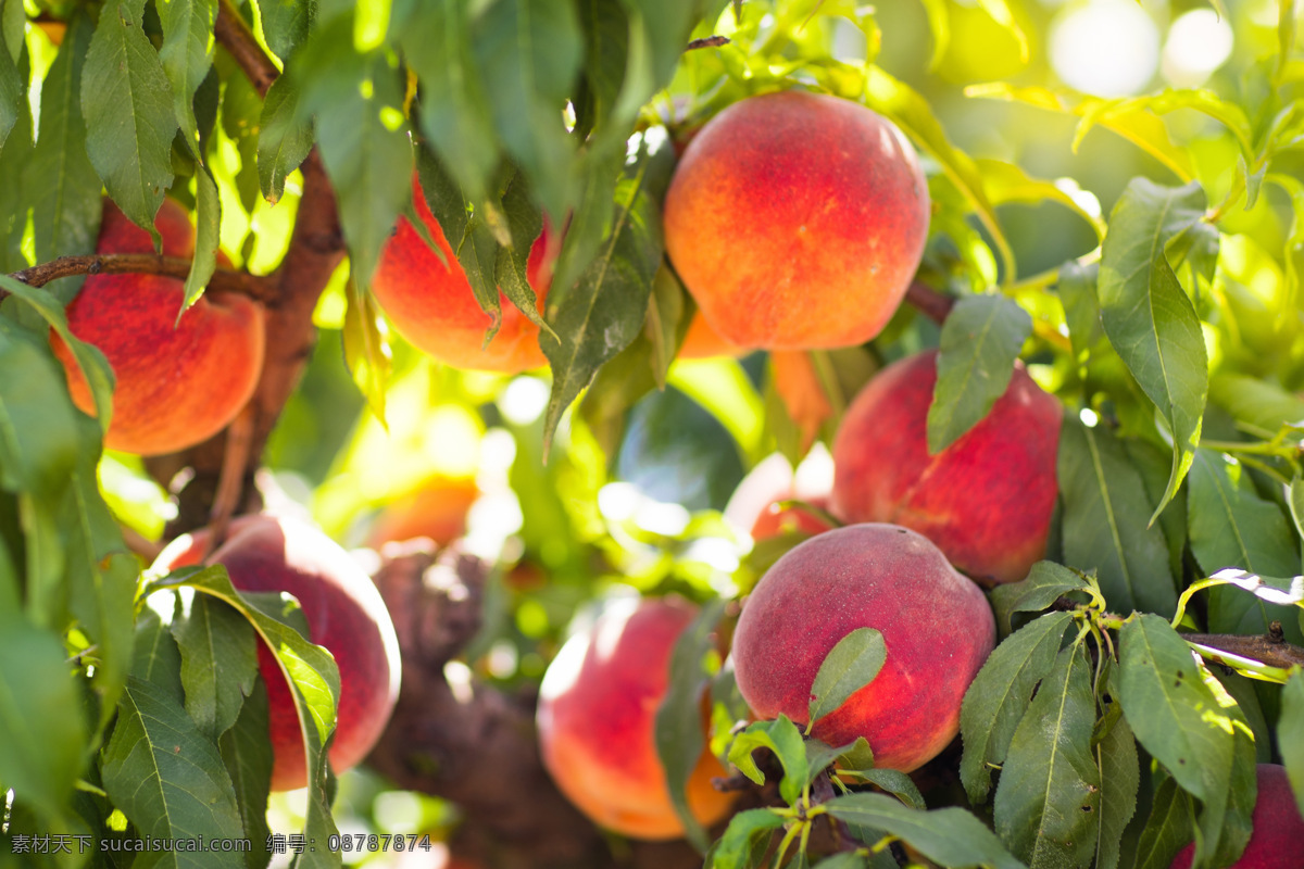 油桃 新鲜水果 农作物 特写 水果素材 生物世界 水果