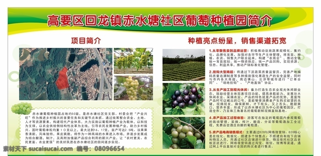 葡萄種植園 葡萄簡介 葡萄品種 葡萄基地 葡萄說明 廣告
