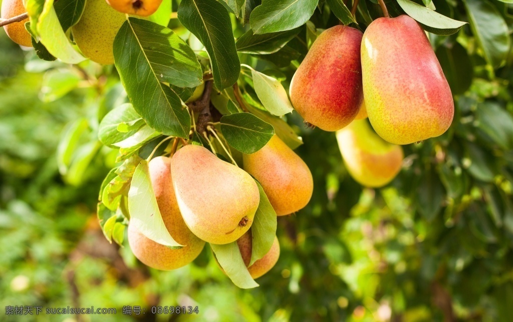 高清 水果 摄影图片 红苹果 红鸭梨 人参果 蔬菜水果 生物世界