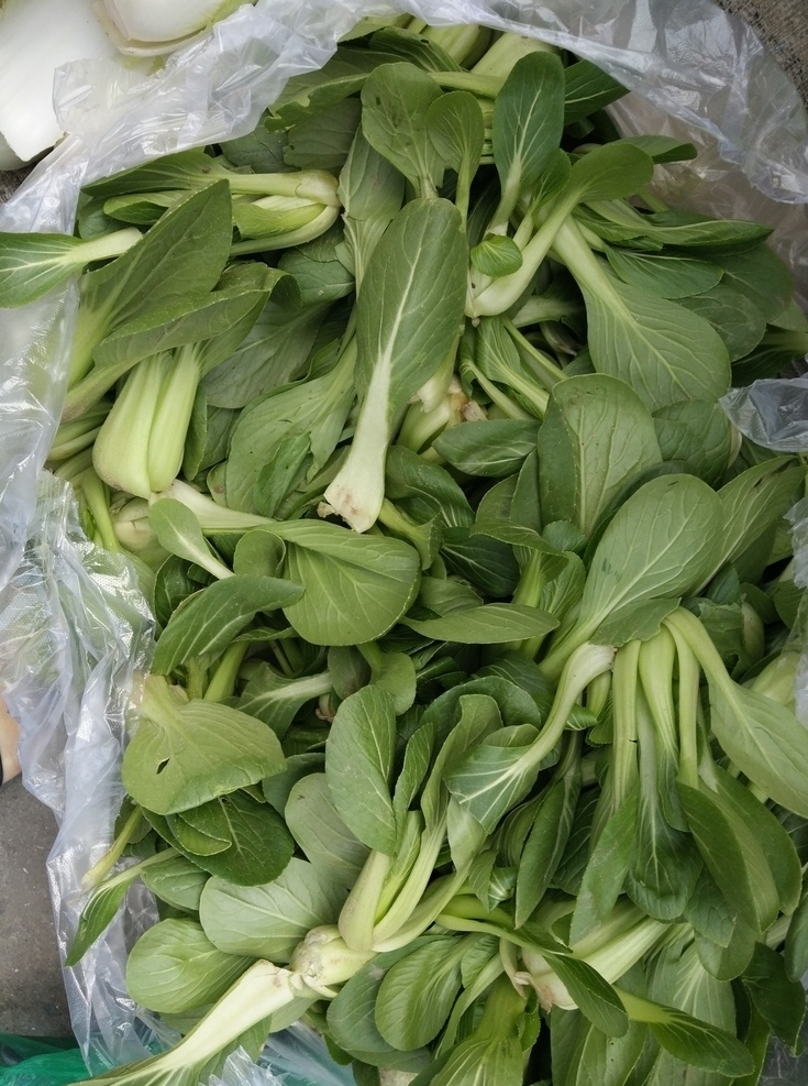 菜心圖片 菜心 蔬菜 食材 綠色菜 新鮮菜 生活百科 生活素材