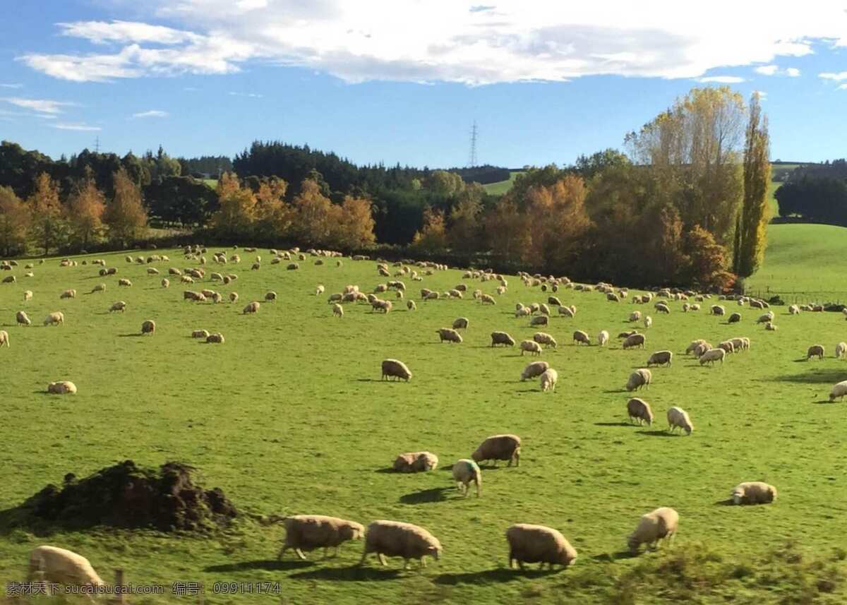 新西兰牧场 羊群 蓝天 白云 山坡 绿树 绿地 草地 牧场 新西兰风光 旅游摄影 国外旅游