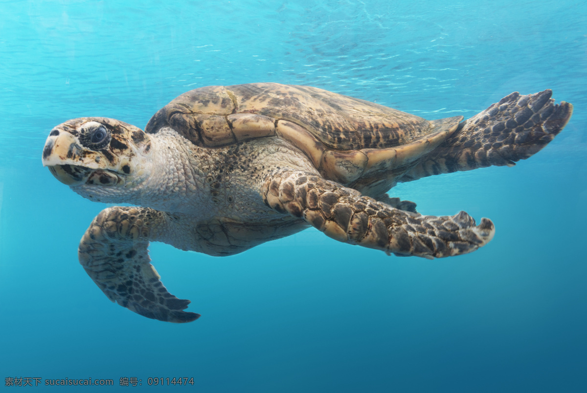 海龟图片 海龟 高清海底 海洋世界 海底世界壁纸 海洋生物 乌龟 龟 高清海龟 海底摄影 奇幻海底世界 海底世界 海底世界背景 梦幻海洋 高清海龟图片 超清海龟 超清海龟图片 冲浪海龟 水彩海龟 海龟特写 生物世界