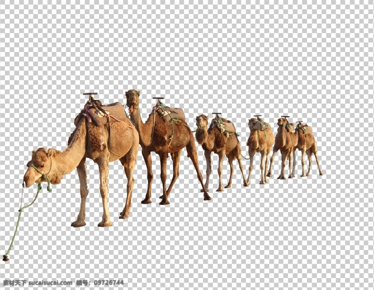 骆驼图片 骆驼 沙漠 驼峰 透明底 免抠图 分层图 分层 生物世界 野生动物