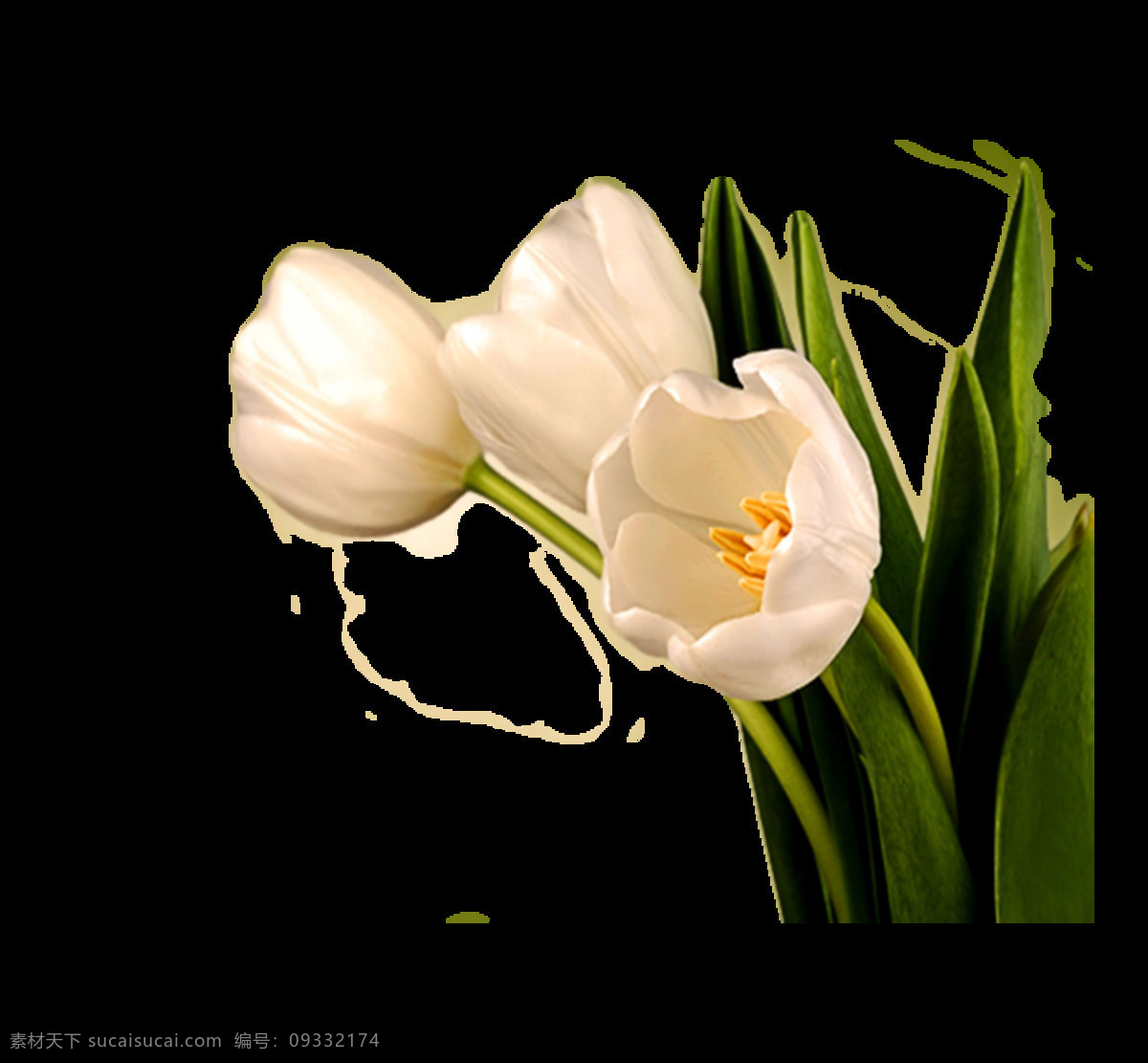 实拍 白色 兰花 插画 元素 png元素 广告 海报 花卉 免抠元素 透明元素
