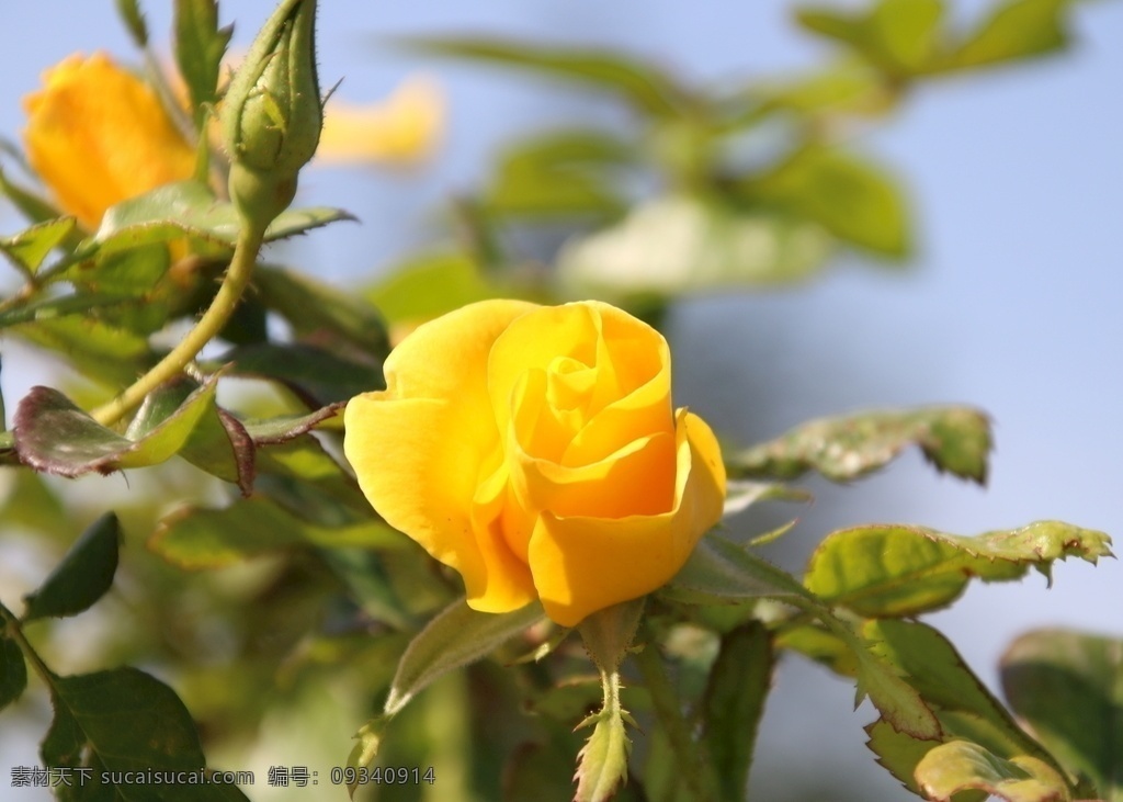 月季花图片 月季花 花 黄色的花 花卉 植物 花朵 盛开的花朵 自然景观 自然风景