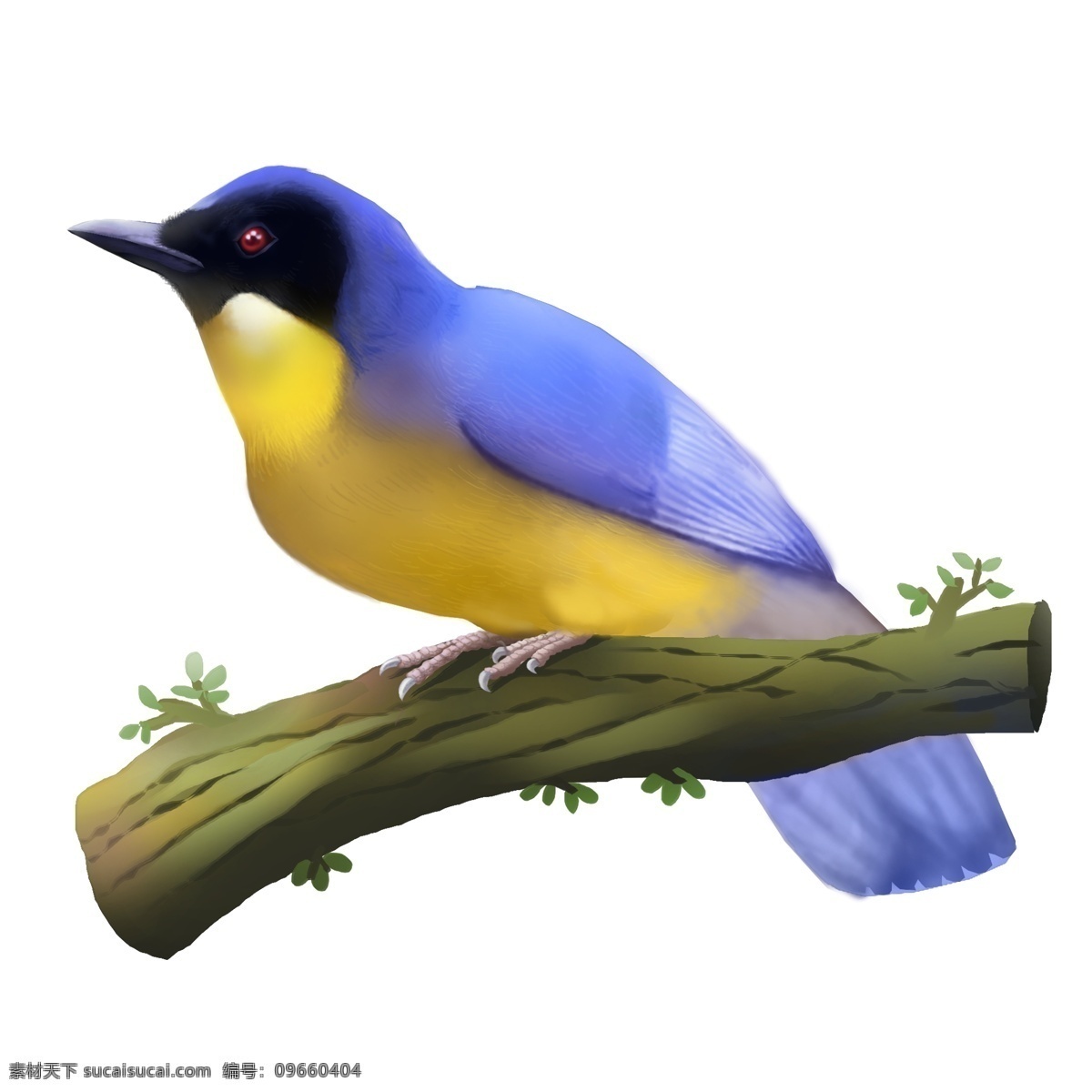商用 高清 手绘 珍稀 动物 棕 腹 蓝 仙 鹟 雄 鸟 珍稀动物 可商用 保护动画 鸟类