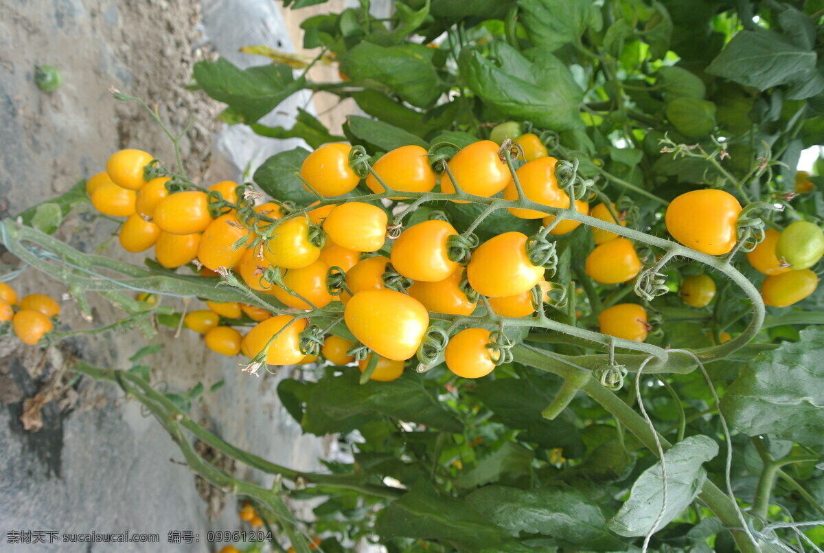 黄色小番茄 小番茄 黄色番茄 水果番茄 一串番茄 香甜番茄 蔬菜 生物世界