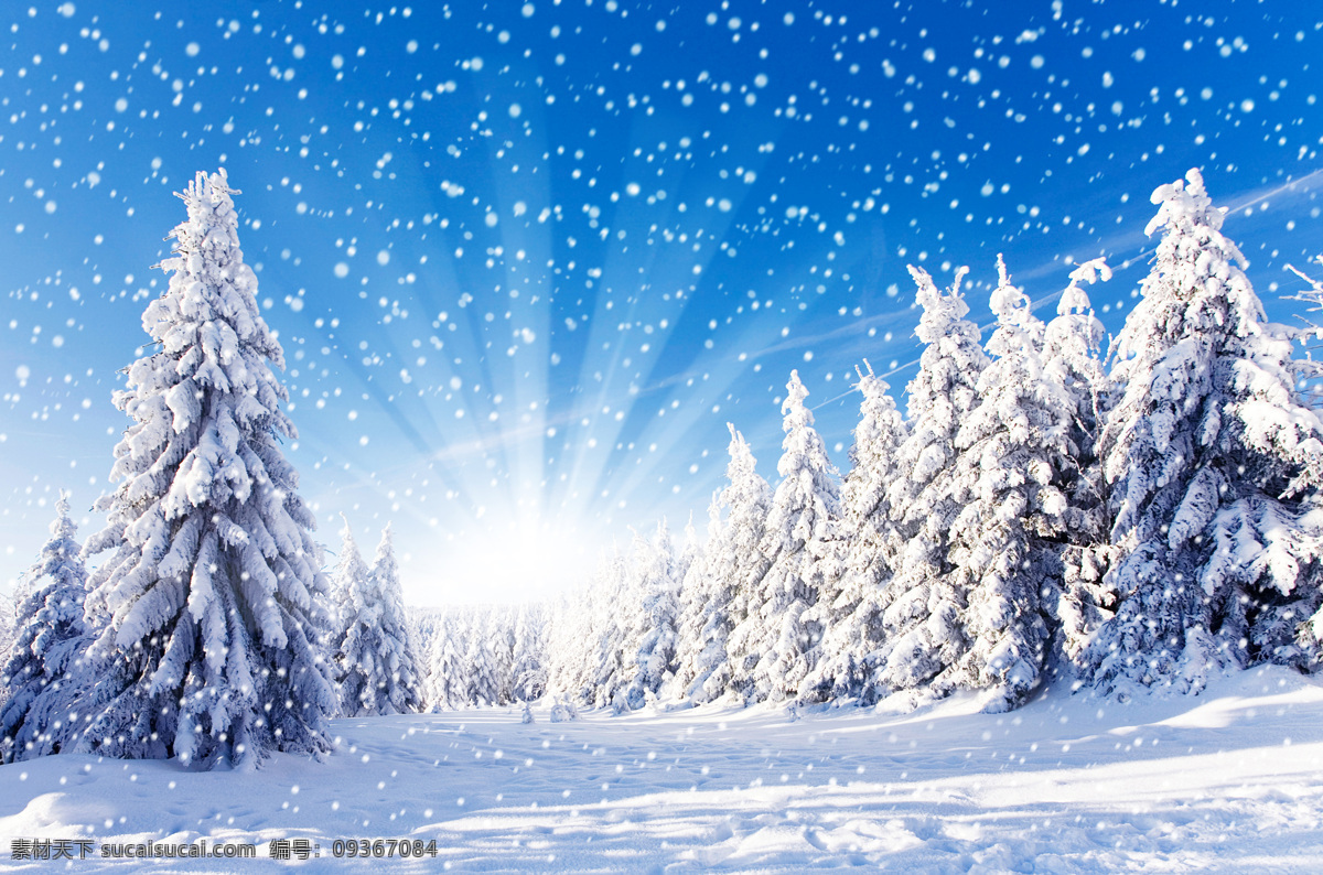 雪松 雪景 冬季 冬天 雪地 白雪 雪花 陽(yáng)光 夢(mèng)幻雪景 陽(yáng)光背景 藍(lán)天 雪花飛舞 風(fēng)景漫畫 動(dòng)漫動(dòng)畫