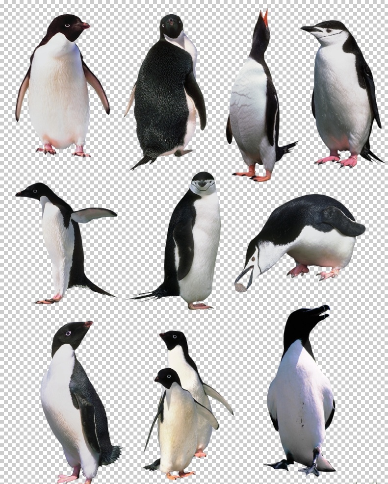企鹅图片 企鹅 帝企鹅 小企鹅 王企鹅 小蓝企鹅 南极企鹅 png图 透明图 免扣图 透明背景 透明底 抠图 生物世界 野生动物