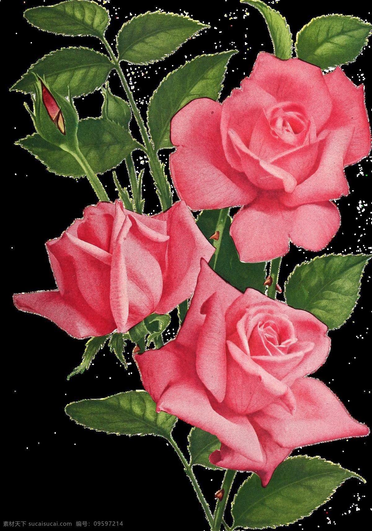 粉色 玫瑰 蔷薇 免 抠 元素 玫 瑰蔷薇 免抠元素 花卉 花朵 绘画 唯美 绿叶红花