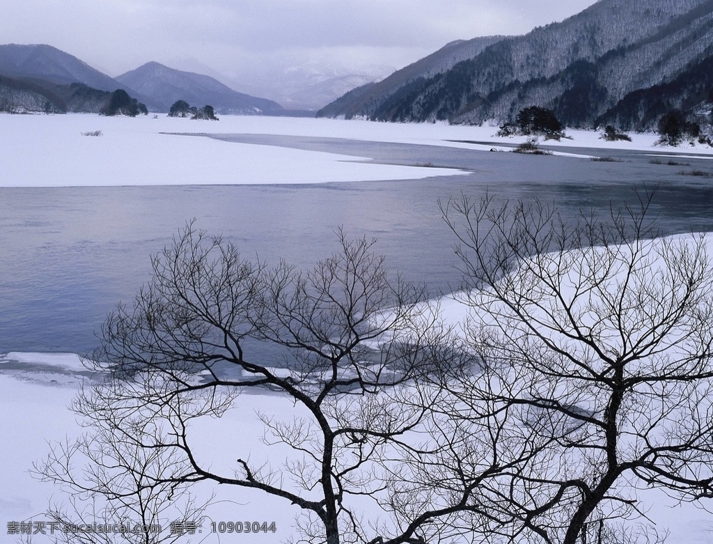 茫茫 雪原 上 樹木 茫茫雪原 山林 森林 林海雪原 大雪 雪景 冬季 寒冬 大興安嶺 東北雪景 冰天雪地 生物世界 樹木樹葉