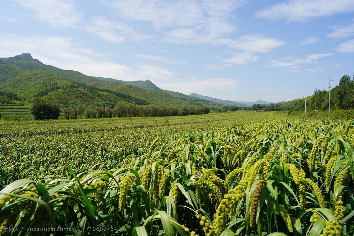 赤峰谷子 小米 赤峰小米 谷子 粮食作物 丰收 生产 劳动 土地 农作物 希望 风调雨顺 茁壮成长 农业 农村 农民 农家乐 花卉植物 自然景观 自然风景