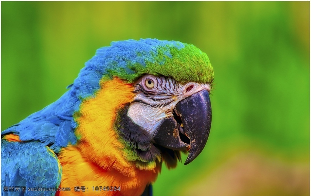 金刚鹦鹉图片 金刚鹦鹉 鹦鹉 动物园 飞鸟 宠物鸟 八哥 生物世界 鸟类
